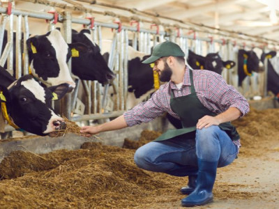 Top Dairy Farms and Products Suppliers in the USA